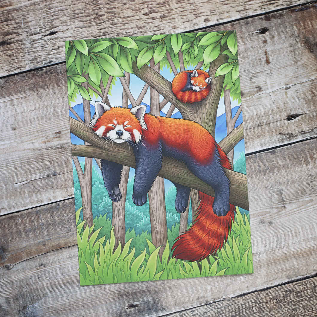 Red Pandas Illustration A4 Print