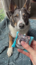 Load and play video in Gallery viewer, Squeaky Snoots ~ Border Collie Plush Pillow Keyring

