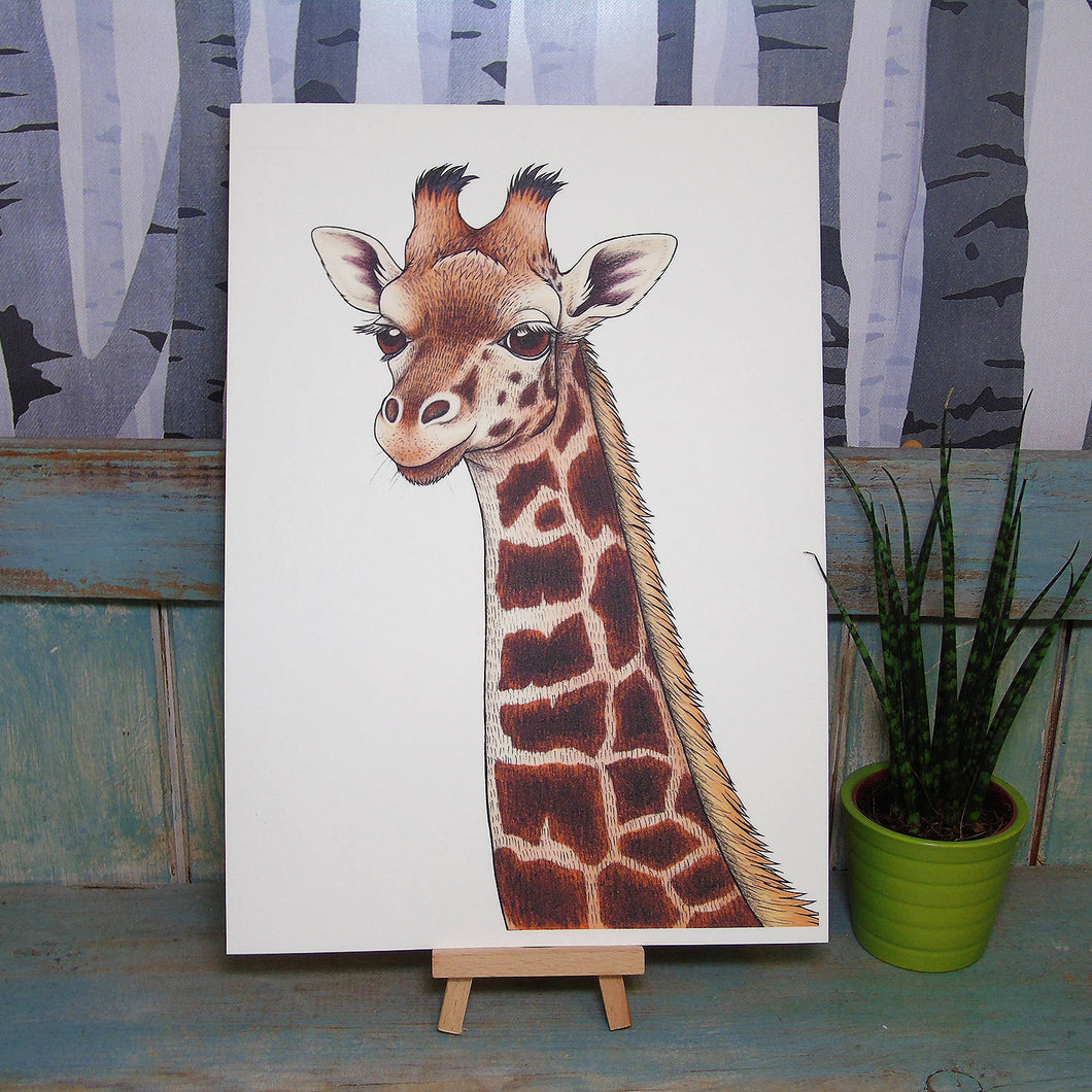 Rothschild's Giraffe Illustration A4 Print