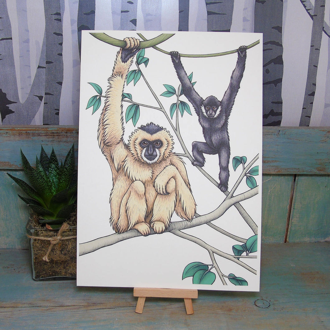 White-Cheeked Gibbons Illustration A4 Print