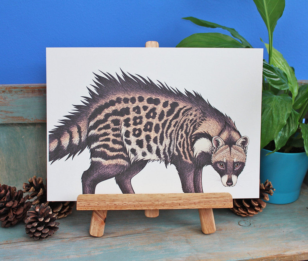 African Civet Illustration A4 Print