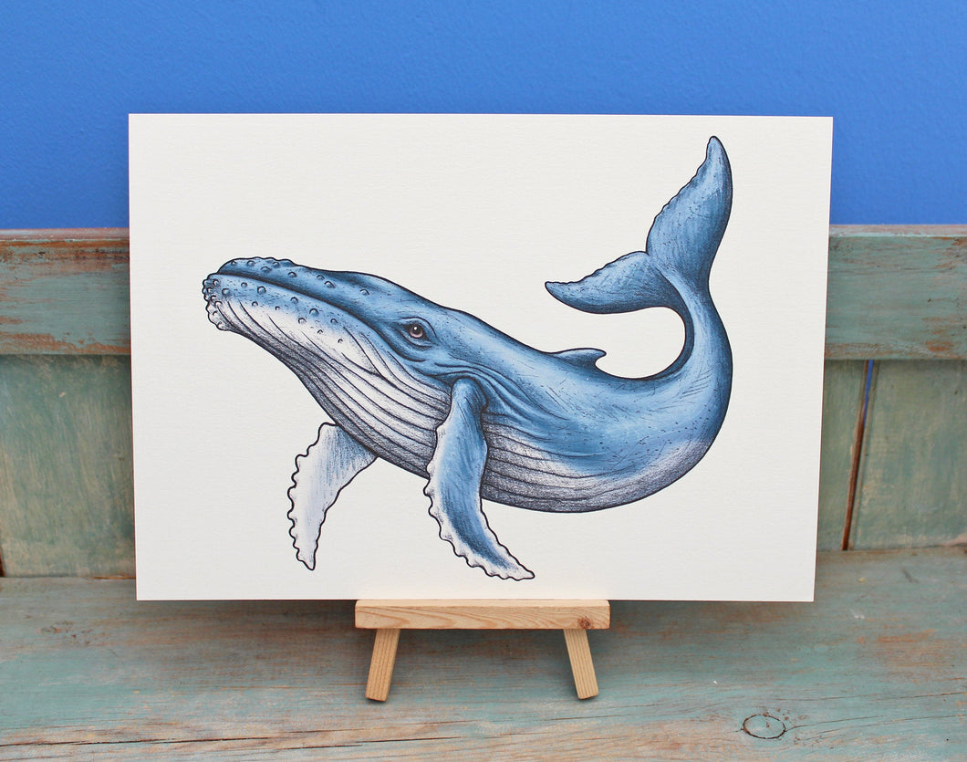 Humpback Whale Illustration A4 Print