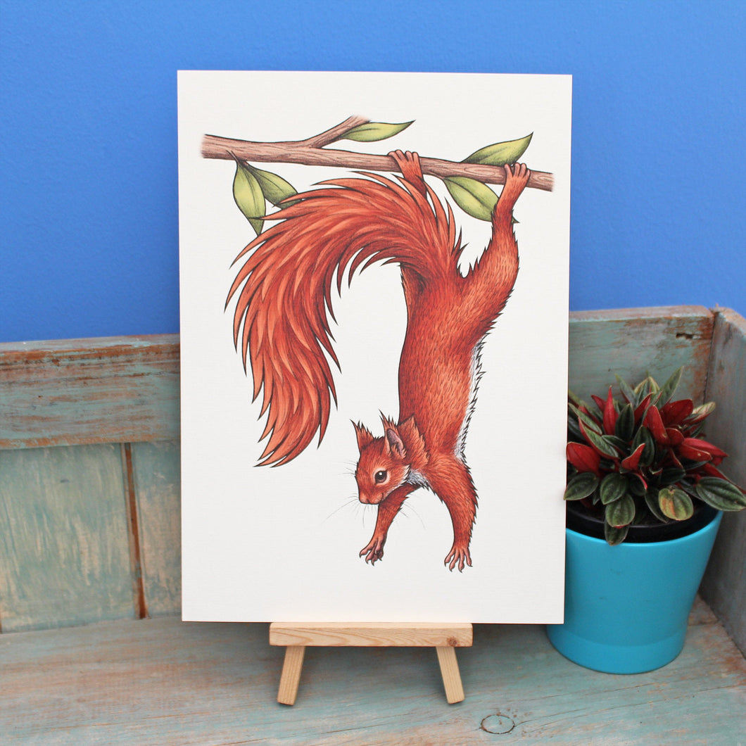 Red Squirrel Illustration A4 Print