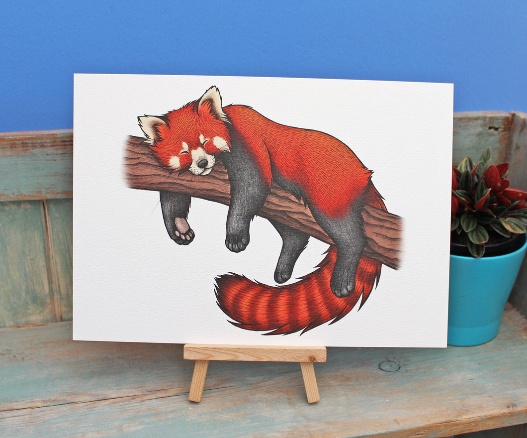 Red Panda Illustration A4 Print